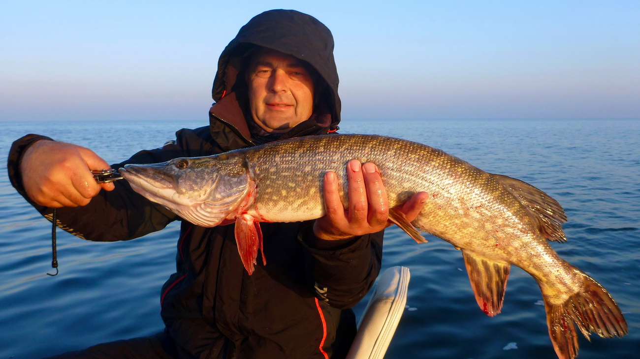 Самая большая рыба в калининградской области. Рыбалка в Калининграде. Рыба реки Анграпа. Рыбалка Одноклассники. Калининградские рыбаки.